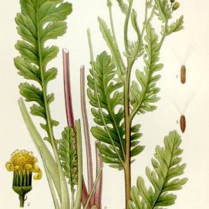 illustration_senecio_jacobaea.jpg