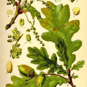illustration_quercus_robur0.jpg