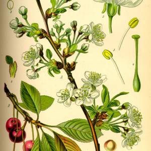 illustration_prunus_cerasus0.jpg