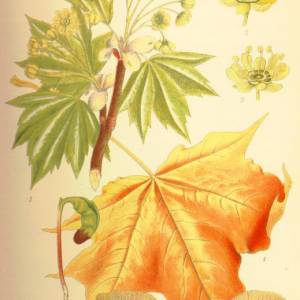 illustration_acer_platanoides1.jpg