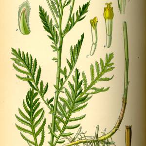 illustration_tanacetum_vulgare0.jpg