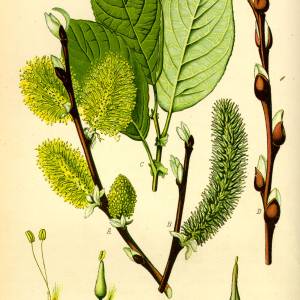 salix.jpg