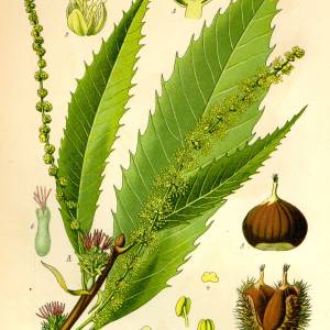 castanea.jpg