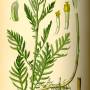illustration_tanacetum_vulgare0.jpg