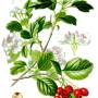 illustration_crataegus_laevigata1.jpg