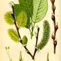 salix.jpg