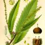 castanea.jpg