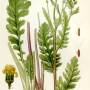 illustration_senecio_jacobaea.jpg