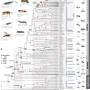 taxonomy_hymenoptera.jpg